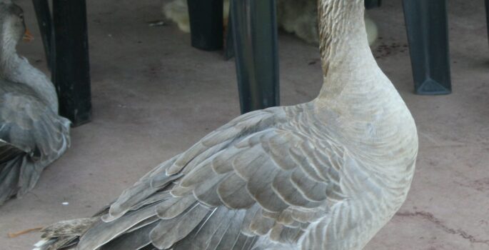 grey-goose-180576