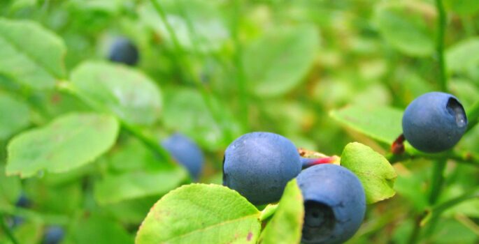 blueberries-635455