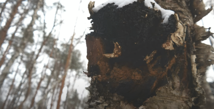 pässik